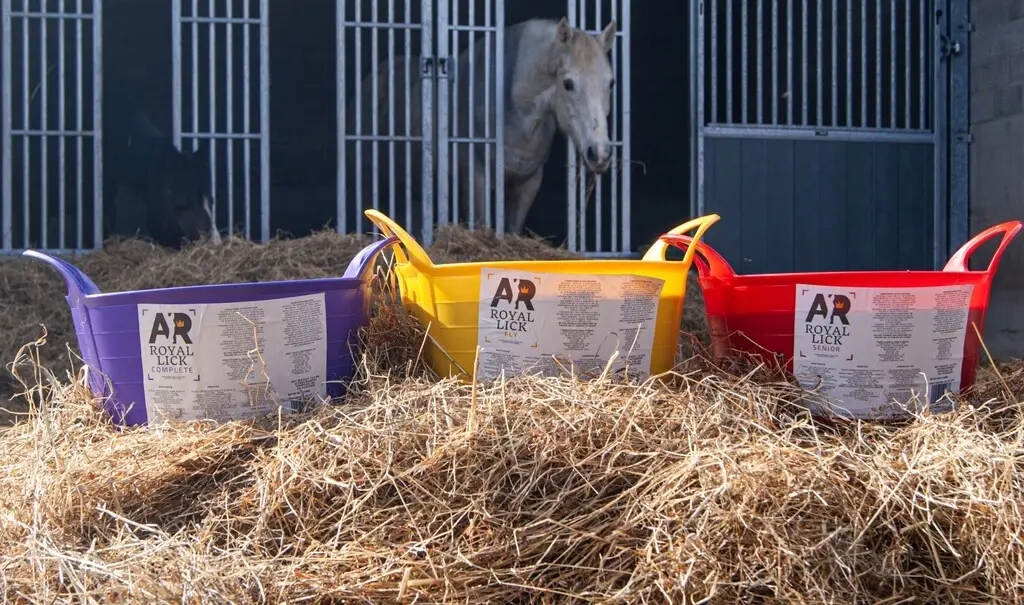 AR Royalick Complete