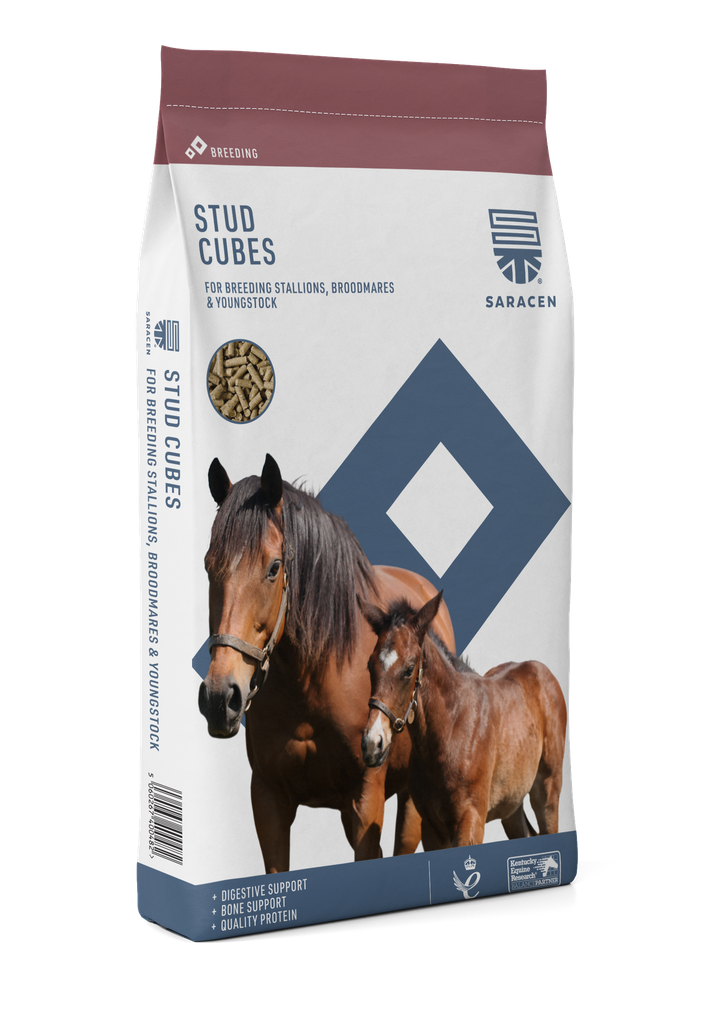 Stud Cubes Saracen