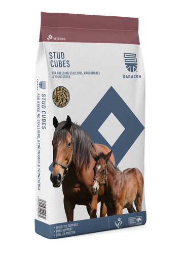 [S-SC] Stud Cubes Saracen