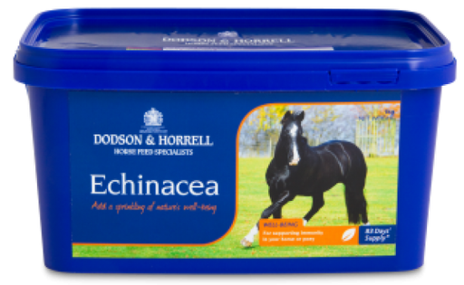 Echinacea - Gedroogd