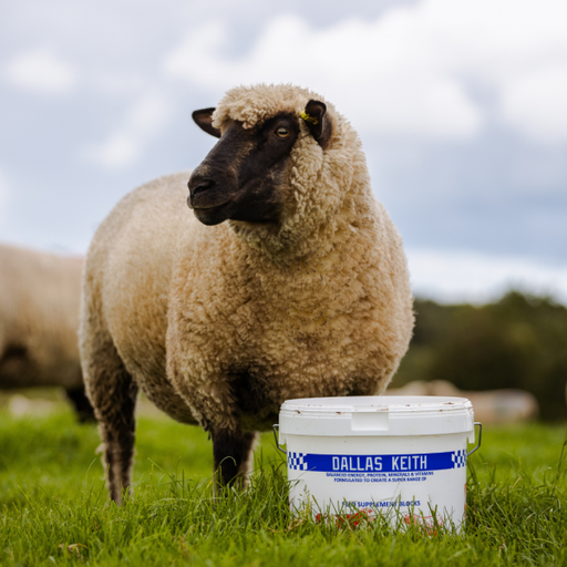 [DK-G20] Garlyx Ovilick - Sheep and Cattle